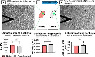 Novel Decellularization Method for Tissue Slices